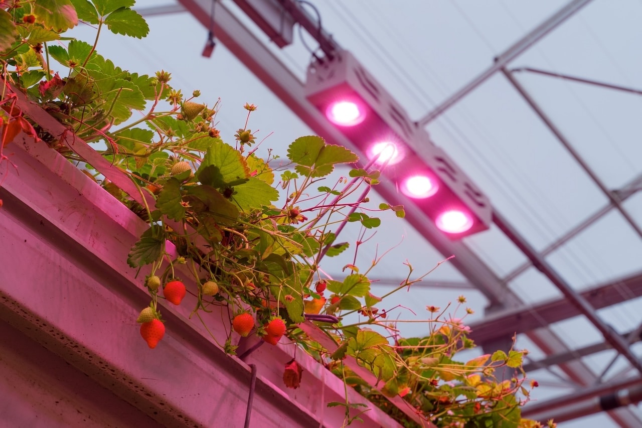 British strawberries grown in Lincolnshire growing in a greenhouse vertical farming - Extraordinary Berries