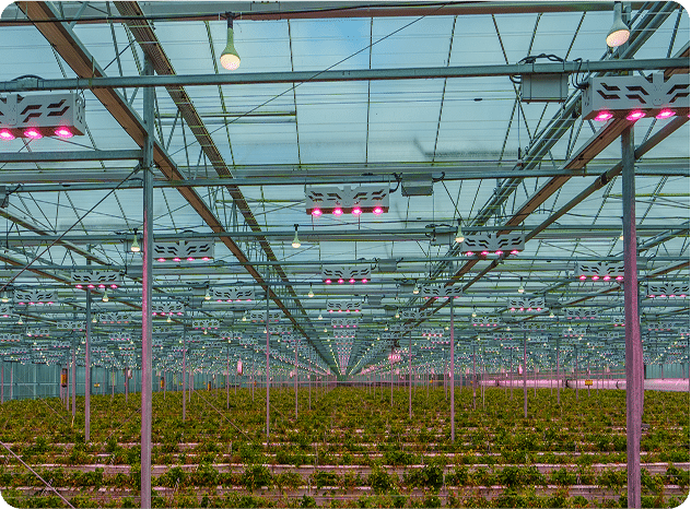 British strawberries grown in Lincolnshire growing in a greenhouse - Extraordinary Berries